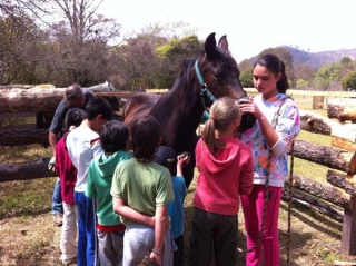 clase sobre caballos